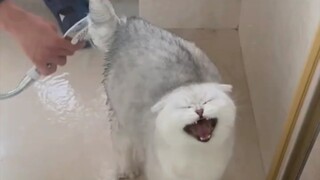 قطة صغيرة تغسل مؤخرتها وتلعن