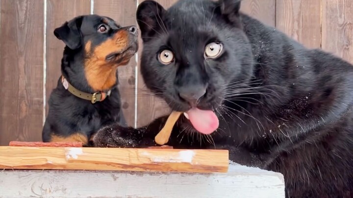 Mẹ không ở nhà! Liệu Báo Đen và chú chó có nhịn được mà không ăn vụng đồ ăn vặt không?