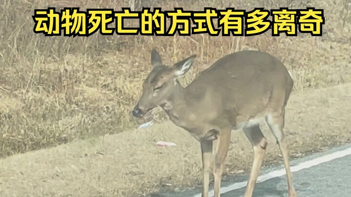 Giám định cái chết kỳ lạ của động vật 68