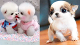 Cute Mini Puppies | Funny and Cute Pomeranian Videos - Cute VN