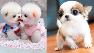 Cute Mini Puppies | Funny and Cute Pomeranian Videos - Cute VN