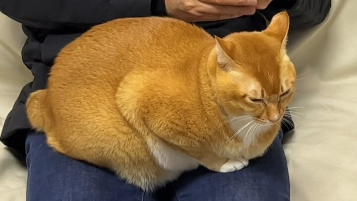 Why Does Dūndūn Like My Dad So Much?