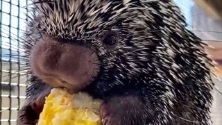 ASMR góc nhìn thứ nhất: Mỡ ăn của chú nhím nhỏ