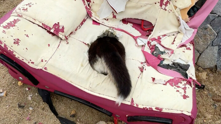 إنهم حقًا مشاكسون، لكن قولكم إنني ضربت كلبًا ظلم لي حقًا 🤣