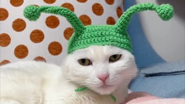 Weirdly Dressed Cat!