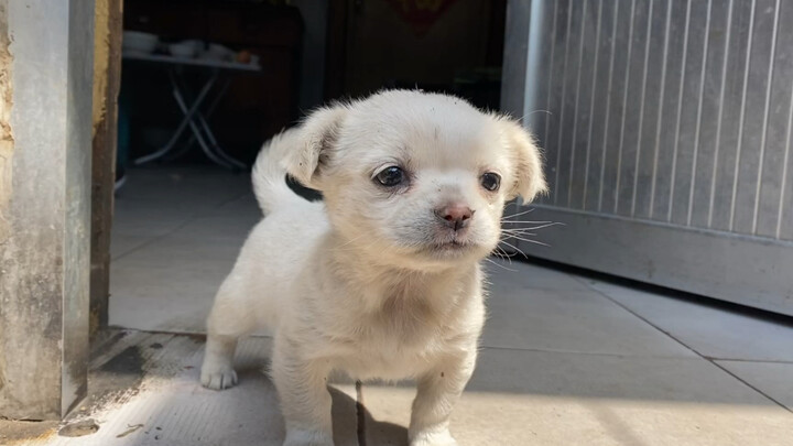 น้องหมาน้อยหางกระดิกไปมา น่ารักมาก เรียกแล้วกลับเขินอายเดินหนีไปซะงั้น