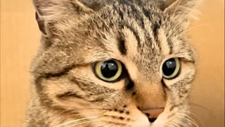 Little cat, little cat, what time is it?