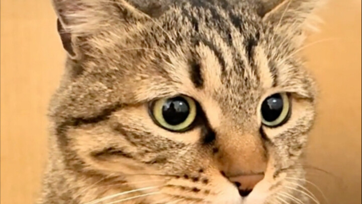 Kucing kecil, kucing kecil, jam berapa ya?