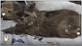 Yuni | Cat Vlog #22