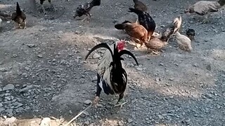 dami tau mga sisiw ngaun...