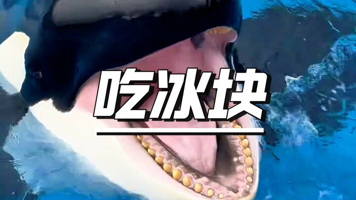 Có netizen thắc mắc: Cá voi sát thủ ăn nhiều đá như vậy, chẳng lẽ không “đau cá voi” sao? Mà nói chứ
