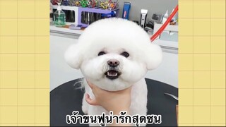 เพื่อนตัวน้อย สัตว์เลี้ยงแสนซน : เจ้าขนฟูน่ารักสุดซน