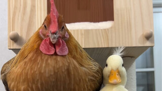 เลี้ยงง่าย: ทุกครั้งก็อยากแสร้งทำเป็นแข็งแกร่ง