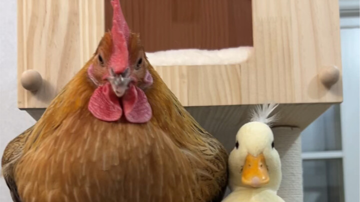 Easygoing: Always pretending to be strong.