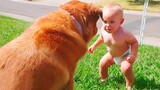Video Lucu Bikin Ngakak Terbaru : Bayi Lucu Bermain Dengan Anjing Kompilasi - Anjing Lucu Bayi Cinta