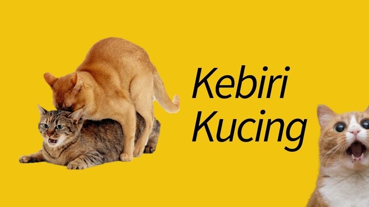 5 Alasan Mengapa Kucing Sebaiknya Dikebiri!