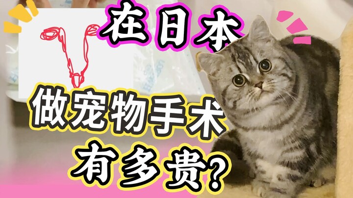 Are pet surgeries in Japan really sky-high priced? This kitten is hilarious after anesthesia! [Xiao 