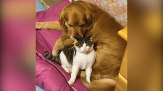 Khi bạn nuôi cả chó và mèo :3 | MYPET