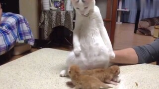 Kucing: Saya tidak punya pengalaman sebagai ibu baru.