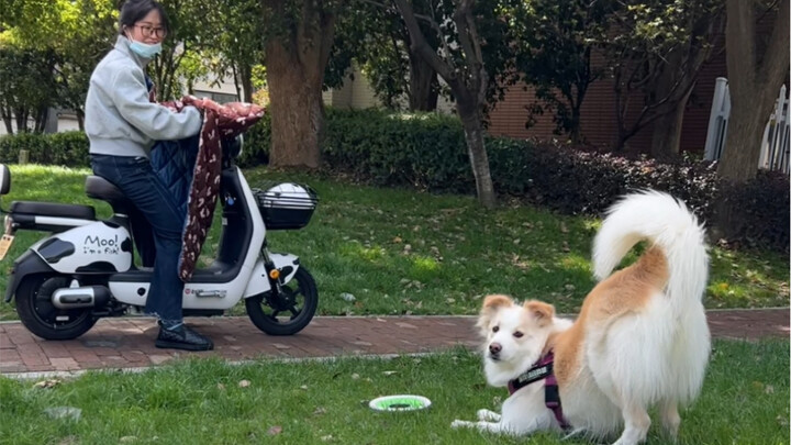 Chen Bella, your social butterfly act makes me really embarrassed #BorderCollieChenBella