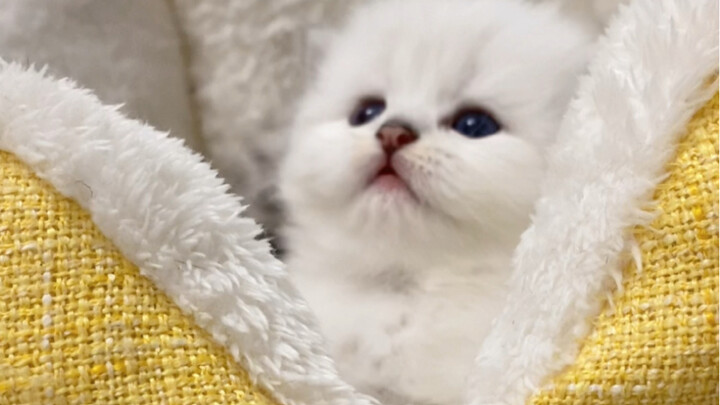 Zhang Bia-da has woken up!