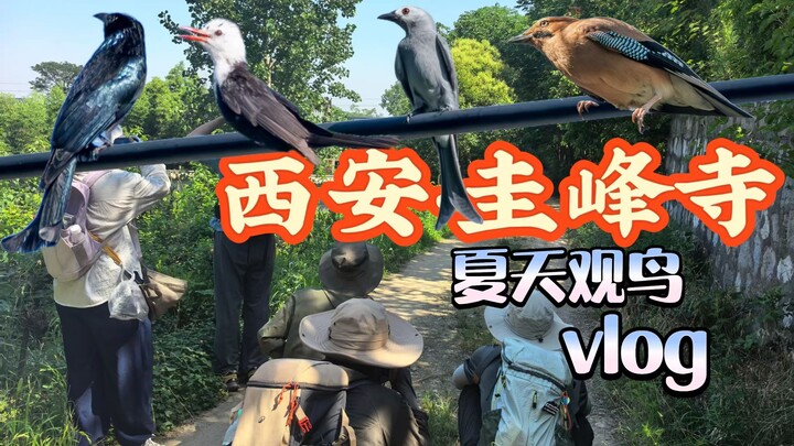 ที่ซีอาน วัดกุ่ยเฟิงในฤดูร้อนมีนกอะไรบ้าง? 【วิดีโอพาชมนกความละเอียดสูง】