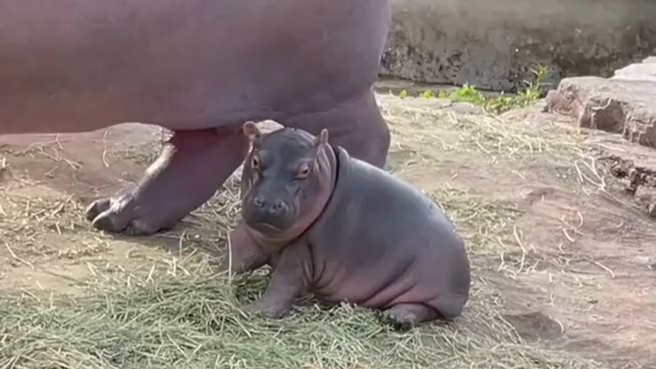 Hippo… how can you be both ugly and adorable?