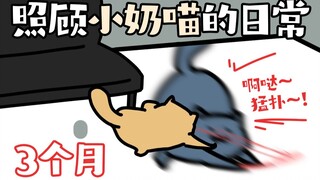 开启全力逗猫模式！照顾小奶猫3个月，虽然很累但是小喵超可爱啊啊啊啊