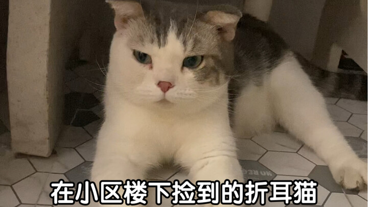 你说我捡也不是，不捡心里也过意不去，真的别遛猫了，遛也拴根绳吧