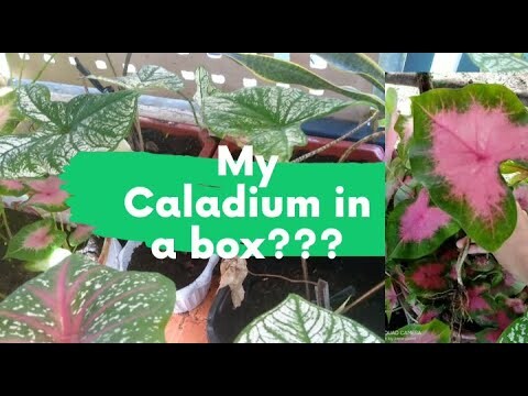 How to care for Caladium and Alocasia Gardening tips.