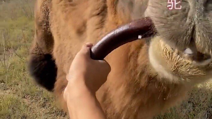 No one will ever say that camels have no sense of taste again, right?