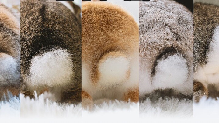 Take a look! 5 cute, bouncy bunny butts