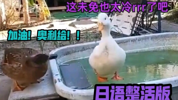 《Duck Brother's Cold Voice Trembles rruuee》Japanese Prank Version