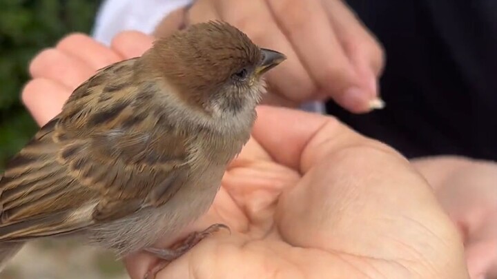 Takutnya ketemu burung gereja kecil, malah dapat makanan dari makhluk berkaki dua!