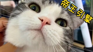 Hampir tuli! Seperti apa rasanya punya kucing yang manja dan imut, tapi mendengkur sangat keras?