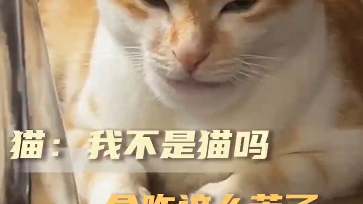 แมว: ฉันไม่ใช่แมวเหรอ ทำไมถึงแพ้เหมือนพวกมนุษย์อย่างพวกคุณล่ะ!