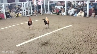 bulik vs gold nakauna pero Natalo pa''anu Dapat baguhin...