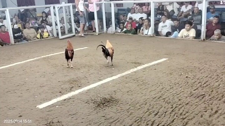 bulik vs gold nakauna pero Natalo pa''anu Dapat baguhin...