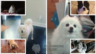 U Know What's Up (Turning Red) but Dogs Sung It (Dogs Version Cover)