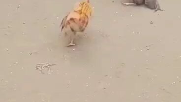 anak ng 4xwins ko