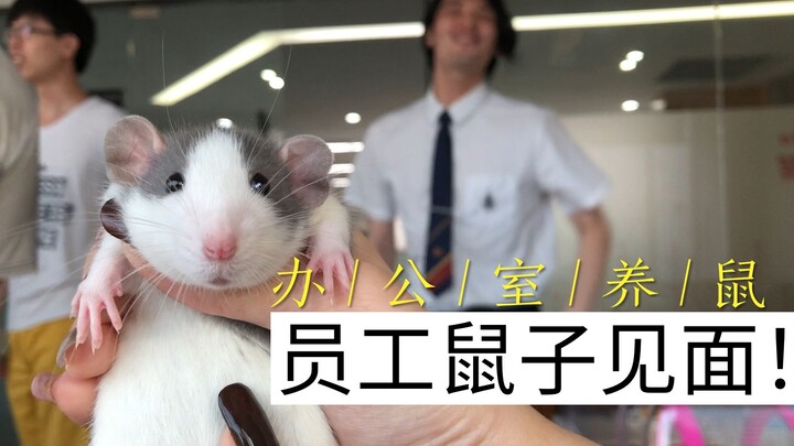 Công ty nuôi chuột! Phản ứng khác nhau của nhân viên khi nhìn thấy chuột