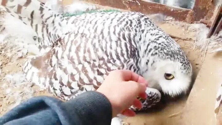 The Owner Wants To Pet The Owl's Six Eggs And It Got Mad