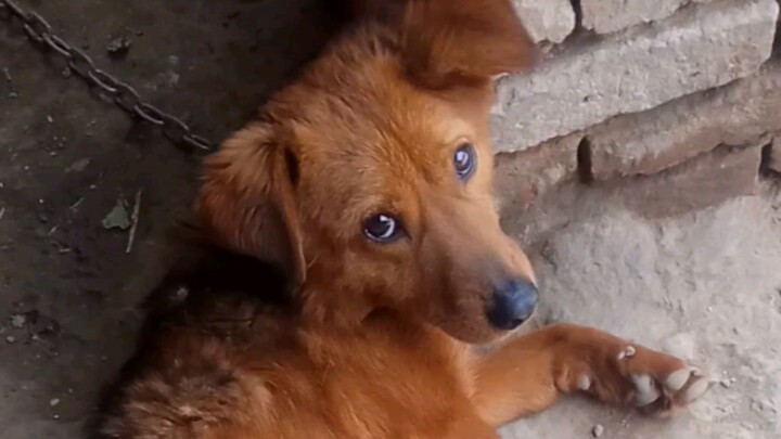 Thanks, doggie. I'm not eating it.