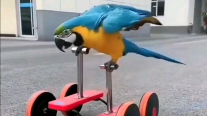 Parrot takes an after-meal stroll