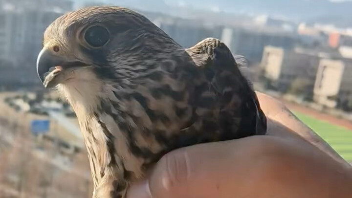A Red Falcon was caught at home while flying.