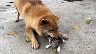 Gouzi: Tôi nghiện mèo và bạn cũng nghiện chó.