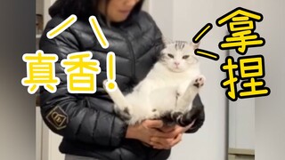 猫咪“真香”定律