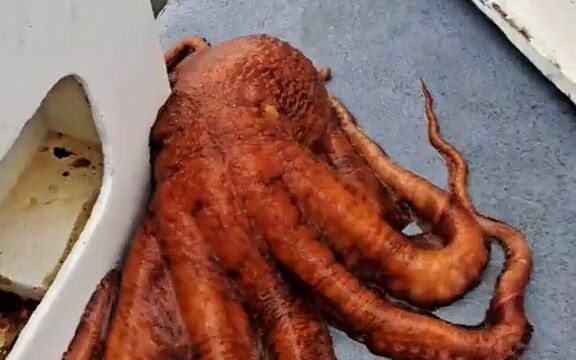 【Cảnh báo Cthulhu】Vùng biển gần bang California, nhóm người đam mê câu cá đã bất ngờ câu được một co