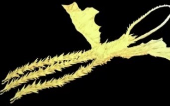 当以太基多拉来到了提瓦特