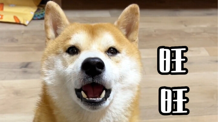 How to Let Your Dog Unlock Your Phone?